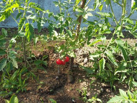Tomates cherry plantados no dia Nacional da agricultura